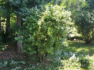 Bush Trimming by George Deon for Mystery W. in Denver, NC