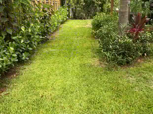 Alfredo C.'s Yard Cutting service result