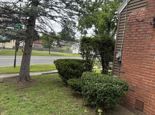 Bush Trimming by Josian Davila for Michelle M. in Springfield, MA