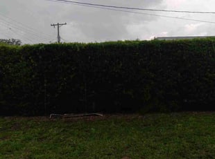 Bush Trimming by Donshae Hannah for Charles C. in Tampa, FL