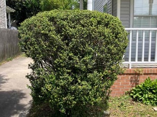 Bush Trimming by Joel Walton for Gabriela G. in Norfolk, VA