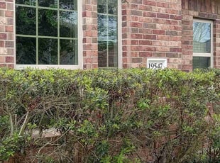 Bush Trimming by Alexis Perez for Emily R. in Cypress, TX