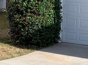 Bush Trimming by Shawn Williams for Ashton L. in Lawrenceville, GA