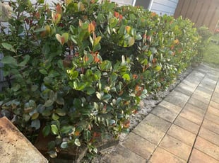 Bush Trimming by Nicodemo Soto for Camille R. in Lake Worth Beach, FL
