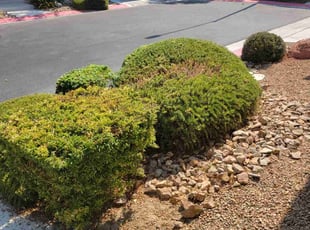 Elizabeth R.'s Bush Trimming service result