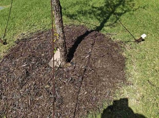 Weeding by Juan Sanchez-Valdez for Lisa K. in Prosper, TX