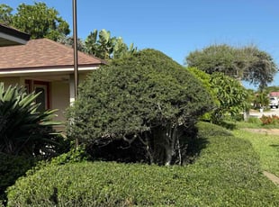 Bush Trimming by Harold Cummings for Olga B. in Satellite Beach, FL