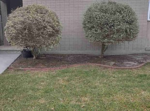 Weeding by Gray Allen for James H. in New Orleans, LA