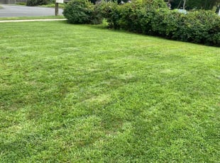 David S.'s Lawn Mowing Service service result