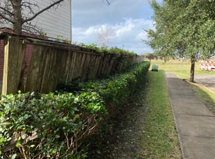 Bush Trimming by Agapito Rivera for Lisa W. in Rosharon, TX