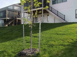 Nikki M.'s Yard Cutting service result