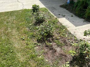 Weeding by Jerry Merus for Lauren R. in Windermere, FL
