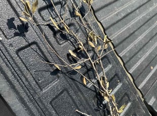 Leaf Removal by Dontrey Chambers for Kimberly E. in Manor, TX