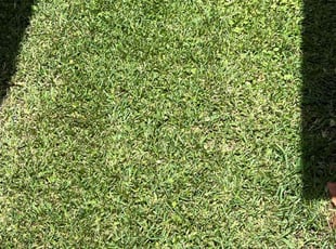 Silvia S.'s Lawn Mowing service result