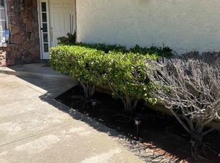 Bush Trimming by Amador Avila Haro for Betti S. in Morgan Hill, CA