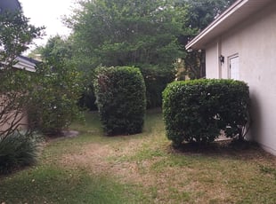 Bush Trimming by Mike Diaz for Katie S. in Orlando, FL