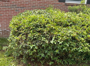 Bush Trimming by Theodore Weir for Renee G. in Virginia Beach, VA