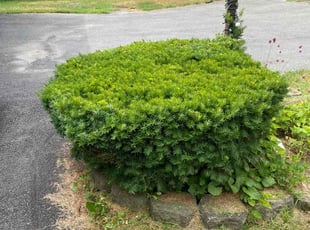 Bush Trimming by Pleasant Rowe for Linda H. in Schenectady, NY