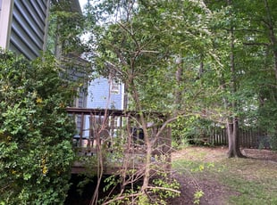 Bush Trimming by Nick Halferty for Bruce L. in Raleigh, NC