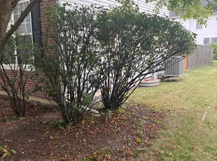 Bush Trimming by Serjio Contreras for TCarra M. in Plainfield, IL