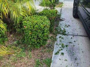 Bush Trimming by Jennifer Butler for Shakim H. in Seffner, FL