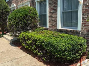 Bush Trimming by Edgar Elmore for Emma D. in Woodbridge, VA