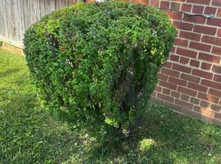 Bush Trimming by Edwin Villagran for Erick G. in Silver Spring, MD