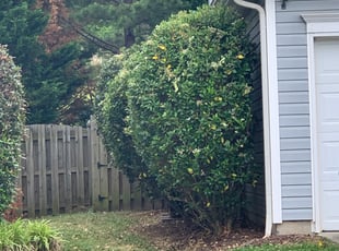 Bush Trimming by David Worman for Kristy S. in Harrisburg, NC
