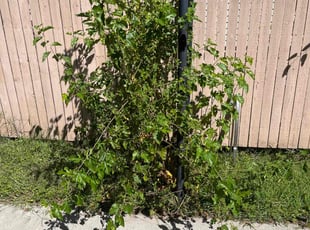Bush Trimming by Cortne Diaz for Michelle N H. in Romulus, MI
