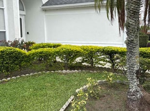 Bush Trimming by Luis Longa for Deirdre D. in Orlando, FL