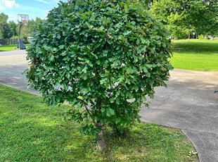 Bush Trimming by Marc Yero for Terence E A. in Powder Springs, GA