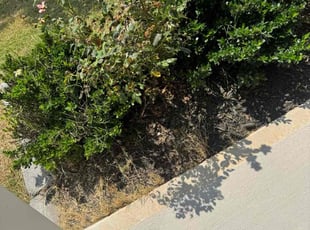 Weeding by Courtney Caldwell for Kijanna M. in Landis, NC