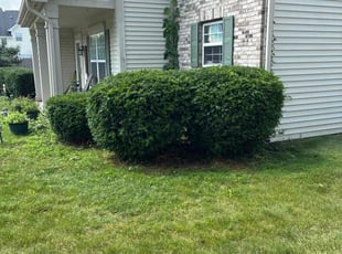 Bush Trimming by Clay Allen for Caitlin D. in Noblesville, IN