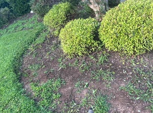 Weeding by Anthony Friedman for Tiona S. in Huntersville, NC