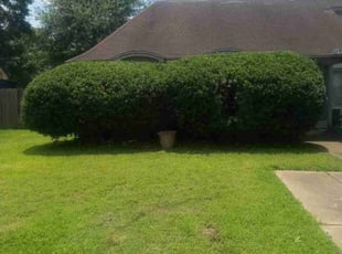 Bush Trimming by Donovan Perry for Darla B. in Houston, TX