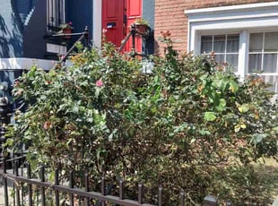 Bush Trimming by Allan Roberts for Jeremy C. in Washington, DC