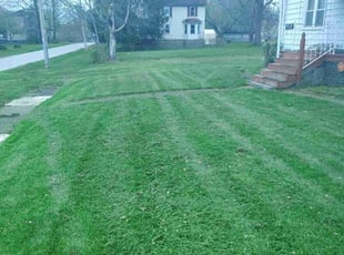 Sari M.'s Grass Cutting service result