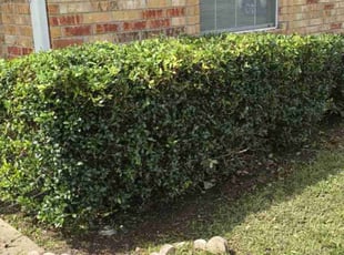 Bush Trimming by Antonio Scott for Shazondra L. in Shreveport, LA