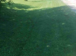 Greg P.'s Lawn Mowing service result