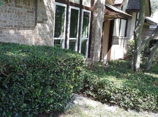 Bush Trimming by Jody McCluksey for Hiren P. in Richardson, TX