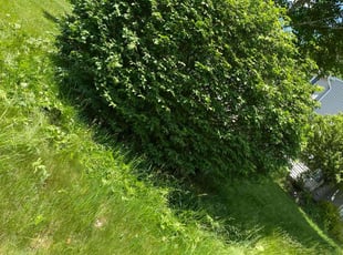 Bush Trimming by Robert Senska for Jessie S. in Clay, NY
