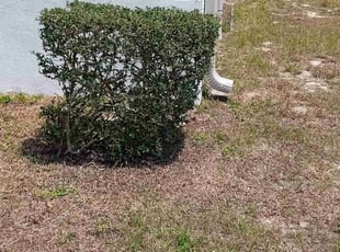 Bush Trimming by Jose Medina for Lonnie D. in Kissimmee, FL