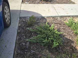 Weeding by Brian Cabral for Carolyn N. in Leesburg, FL