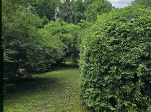 Bush Trimming by Sammy Ferguson for Maggie G. in Nashville, TN