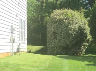 Bush Trimming by Hiram Sutton for Deborah F. in Charlotte, NC