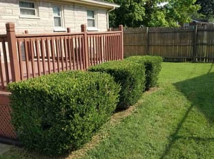 Bush Trimming by Jaden Benn for Sharon B. in Louisville, KY