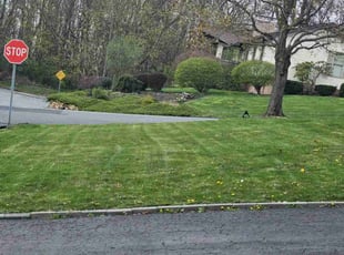 Eileen S.'s Lawn Mowing service result