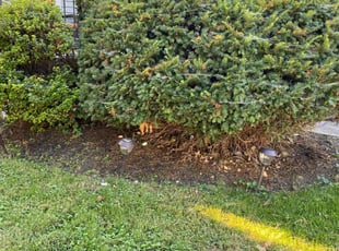 Bush Trimming by Ted Reimel for Lillian Z. in Haddonfield, NJ