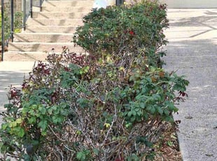 Bush Trimming by Derek Schoenfeld for Shannon B. in San Antonio, TX