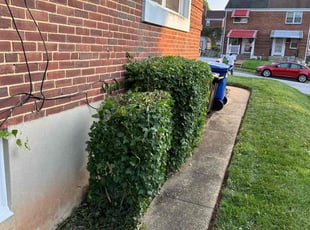 Bush Trimming by Samuel Jordon for Harriett I. in Baltimore, MD